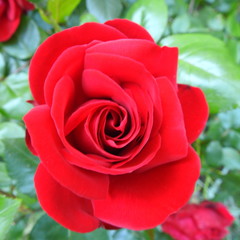 red rose in garden