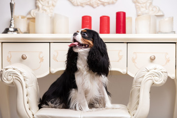 King charles spaniel sits indoor at studio