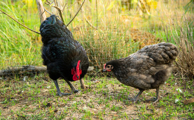 Free-range Male and female chickens ( rooster and hen ) black australorp looking for food and eating in the backyard farming garden organic.