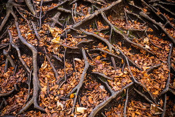 Roots expand on ground covering by brown leaves.