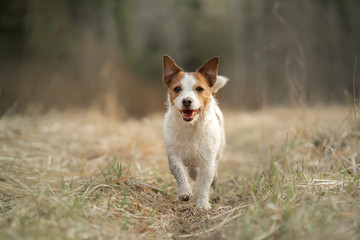 the dog runs in the field. Active pet in nature. Little Jack Russell Terrier