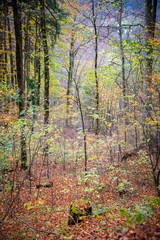 Trees inside tropical forest in autumn.