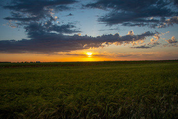 Sunset in warm field of Toledo