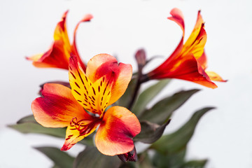 A brightly coloured Alstroemeria lily