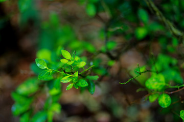 Nature green