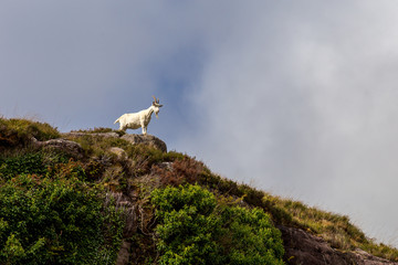 Irish Mountain Goat