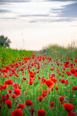 Spring like day in Spain full of flowers