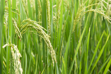 rice field