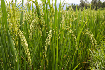 Fototapeta premium rice field