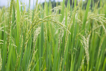 rice field