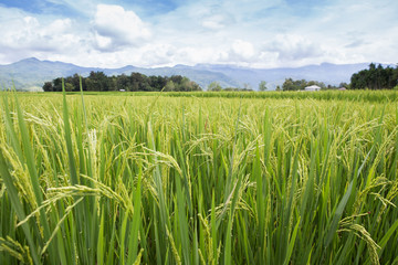 rice field