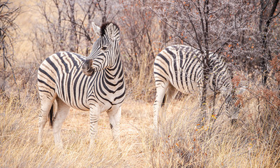 Fototapeta na wymiar Zebras in the Khama Rhino Sanctuary, Botswana