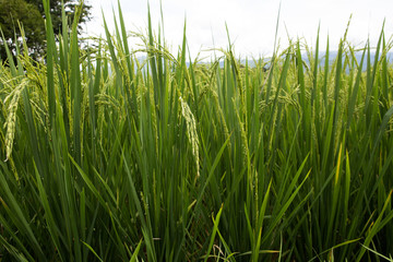 rice field