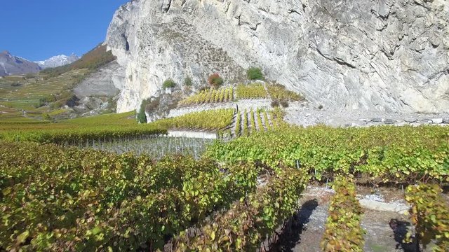 SION, SWITZERLAND - OCTOBER 30, 2016: Scenic aerial shot of the colorful autumn landscape in October and picturesque vineyards around Sion in Wallis - Valais.