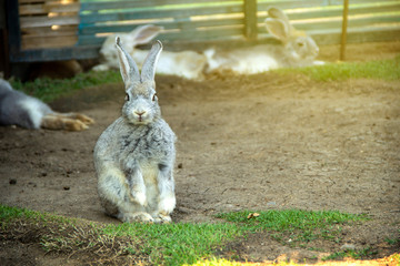 Straight face looking of little rabbit gray white in the rabbit village garden and background with...