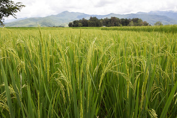 rice field