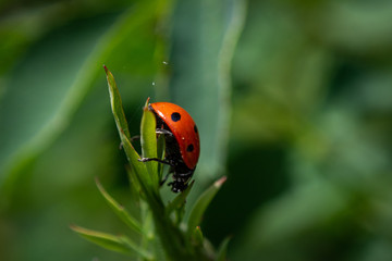 Lady Bug on a Green Leaf