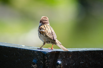 スズメの後ろ姿