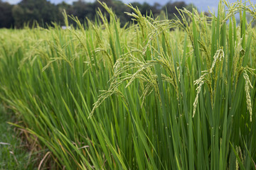 rice field