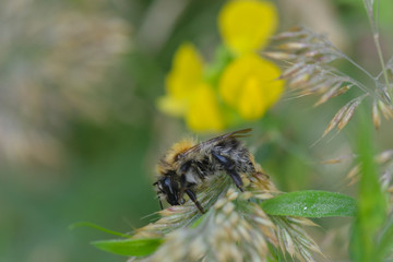 Ackerhummel (Bombus pascuorum)  Arbeiterin