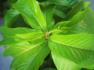 Yellow Champaka tree in Thailand