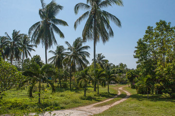 Fototapeta na wymiar Palm grove and road to a village in Thailand on the island of Phuket. Asia. Tourism. Travel. Landscape.