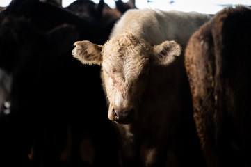 Beef cows and calfs grazing on grass in south west victoria, Australia. eating hay and silage....