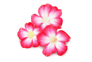 Desert rose, Mock Azalea, Pinkbignonia, Impala lily flower isolated on white background. This has Clipping path.  