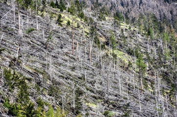 Osttirol, Kals, Kals am Großglockner, Wald, Schutzwald, Sturm, Sturmschaden, geknickt,...