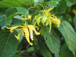 yellow perfume tree in Asia