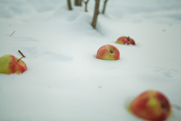 яблоки на снегу,apples in the snow,