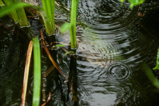 Teich mit Wassertropfen