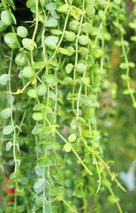 The Dave, hanging plant for outdoor decoration