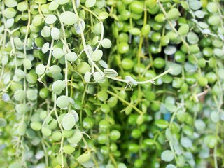 The Dave, hanging plant for outdoor decoration