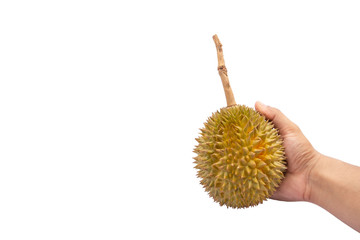 A human hand holding a durian. Isolated on white background and clipping path.The durian is the...