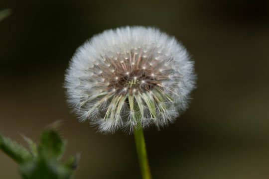 flower fluf