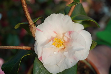 Camellia japonica blossoms in springtime