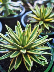 The agave plant in the pot for decoration