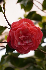 Camellia japonica blossoms in springtime