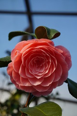 Camellia japonica blossoms in springtime