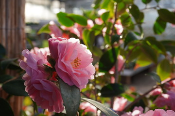 Camellia japonica blossoms in springtime