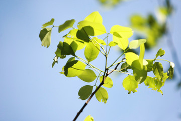 Obraz premium Leaves Tropical forest trees texture background wallpaper