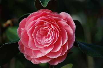 pink blossom of camellia japonica on a dark background