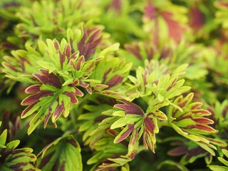 The painted nettle plant in the small pot