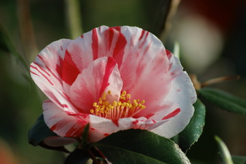 A closeup of a camellia japonica blossom