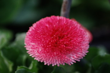 A closeup of a pink daisy blossom