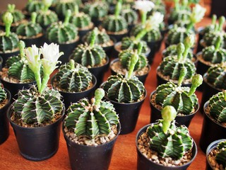 small cactus in the pot