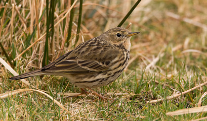 Meadow Pipit on the grass