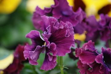 A violett curled blossom of Viola 