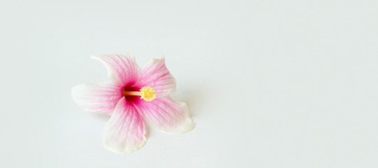 Fototapeta premium bright large flowers and buds of pink and white hibiscus isolated on white background